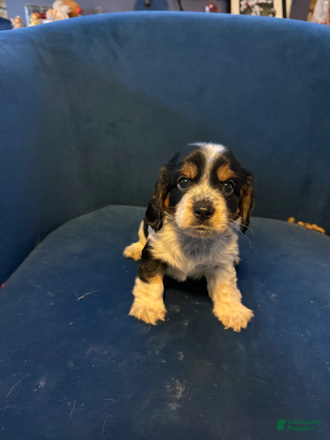 King Charles Spaniel dogs for sale: Romeo - Ad 1