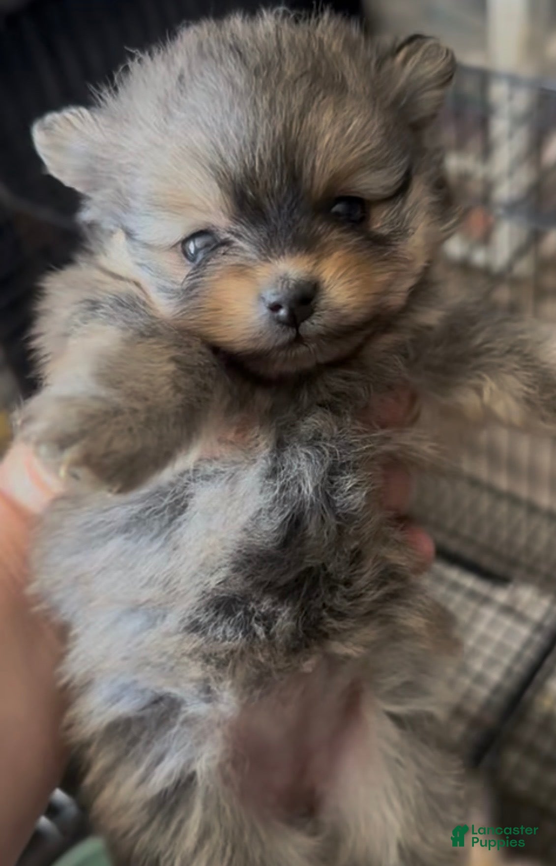 Pomeranian dogs Trumpet  - Ad 13