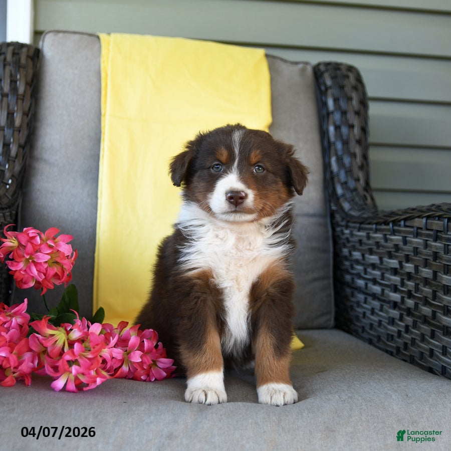 Australian Shepherd dogs Ruby - Ad 1