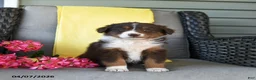 Australian Shepherd dogs for sale: Ruby - Ad 1