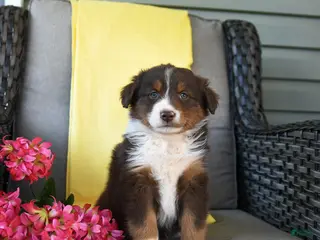 Australian Shepherd dogs for sale: Ruby - Ad 3