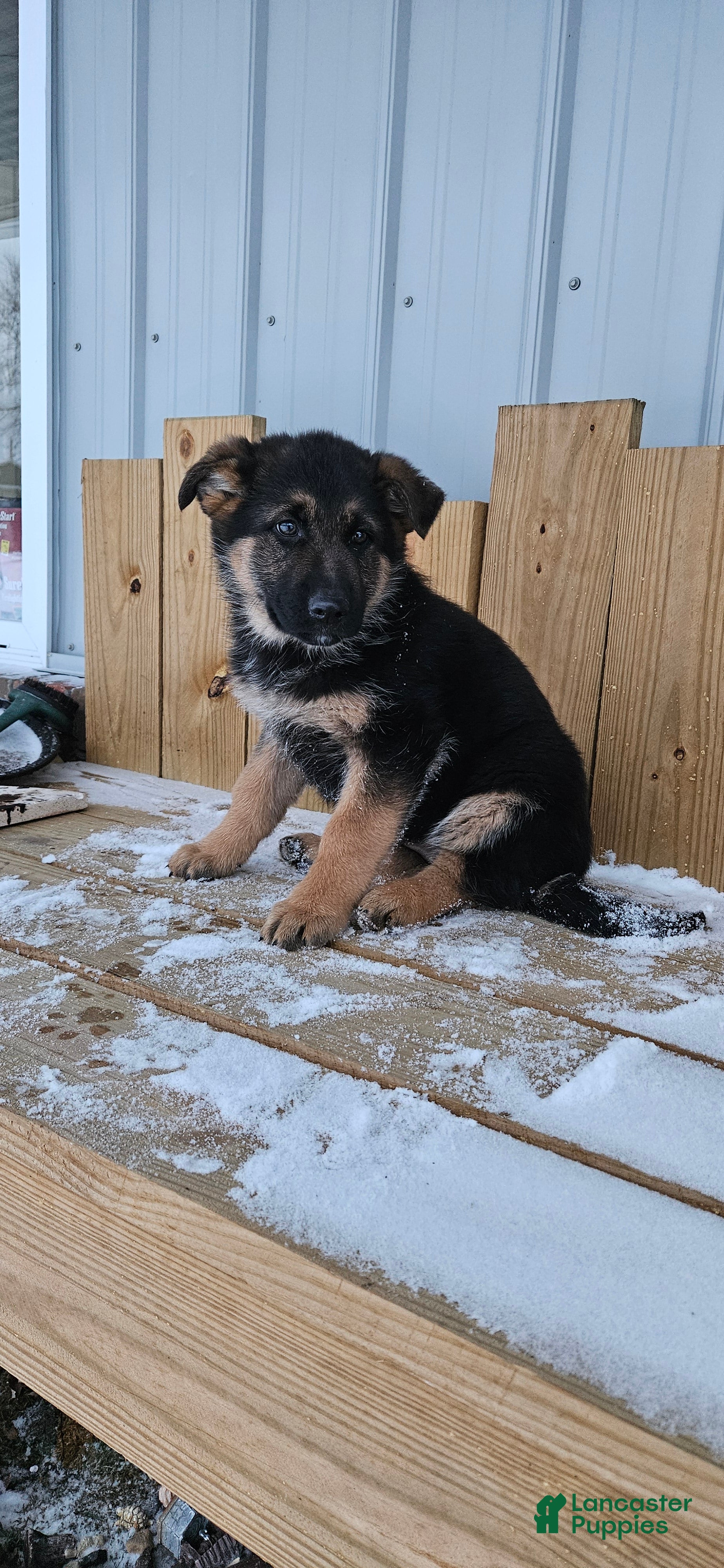 German Shepherd dogs Sabrina  - Ad 16