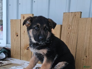 German Shepherd dogs Sabrina - Ad 10