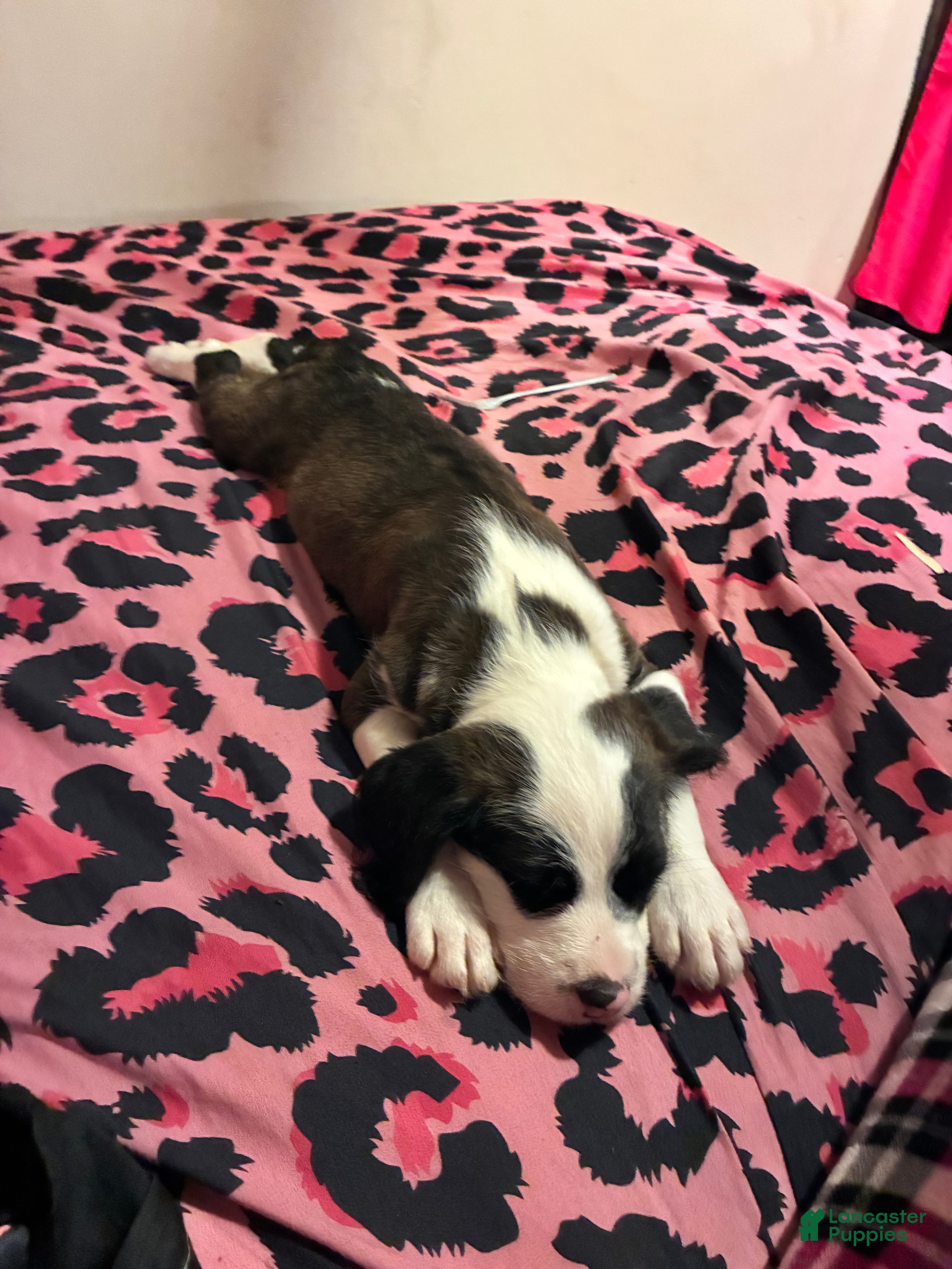 Mixed Breed dogs for sale: Mixed Breed 2 - Ad 21