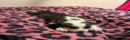 Mixed Breed dogs for sale: Mixed Breed 2 - Ad 1
