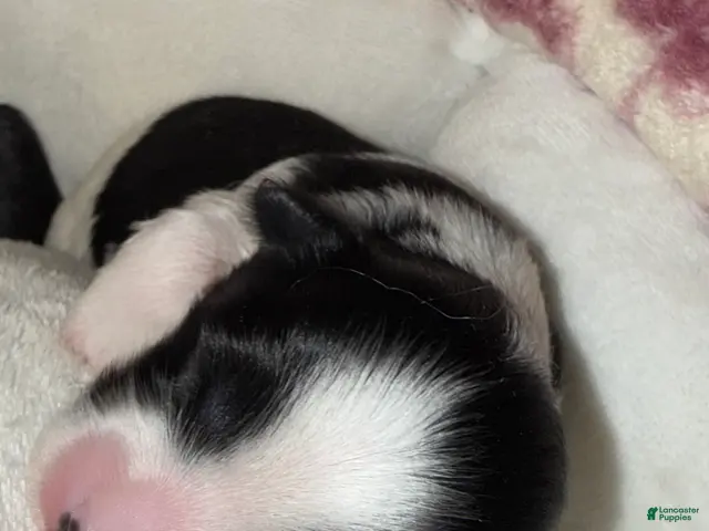 Yorkshire Terrier dogs for sale: Zia - Ad 2