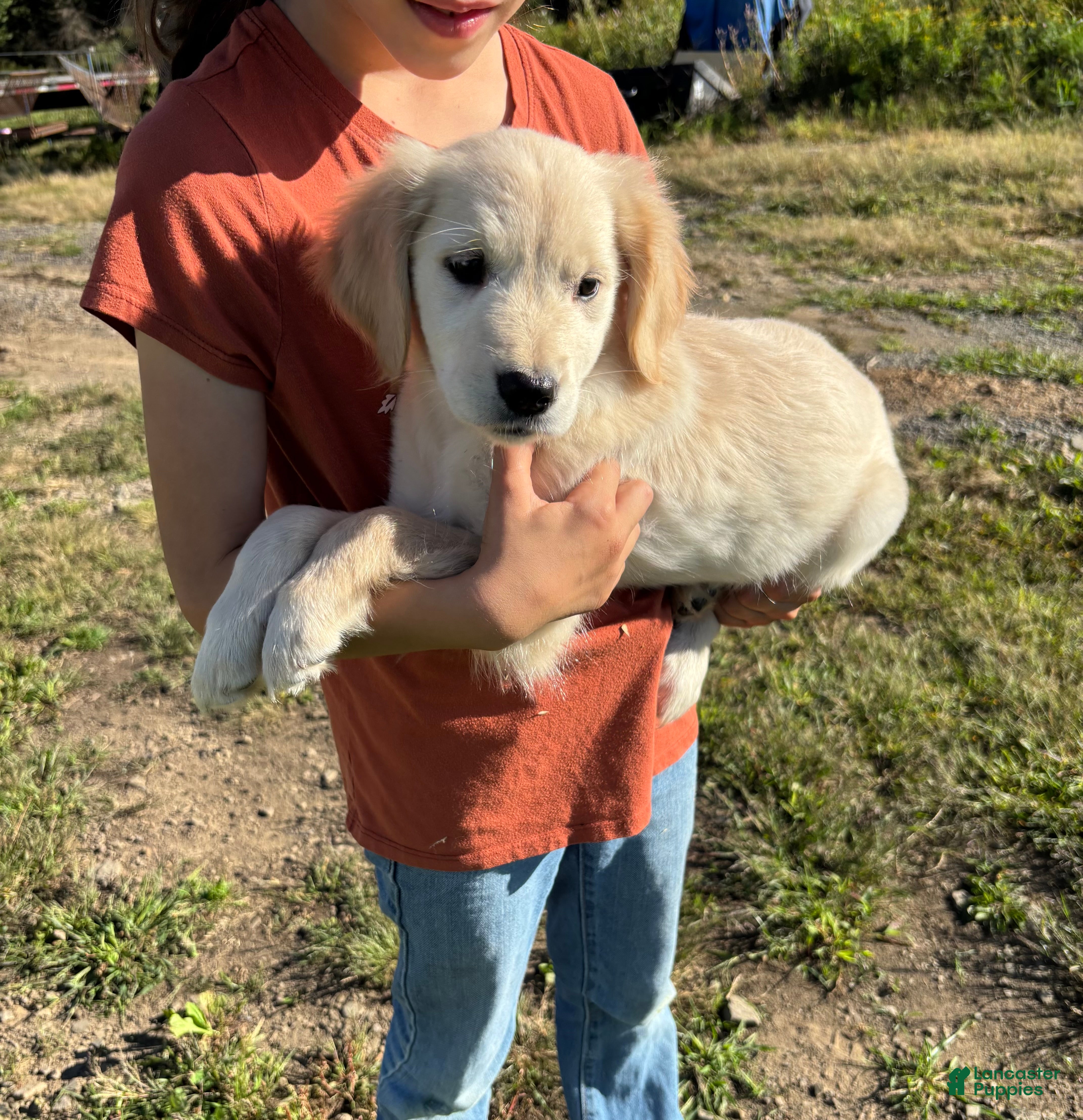 Golden Retriever dogs Claire - Ad 1