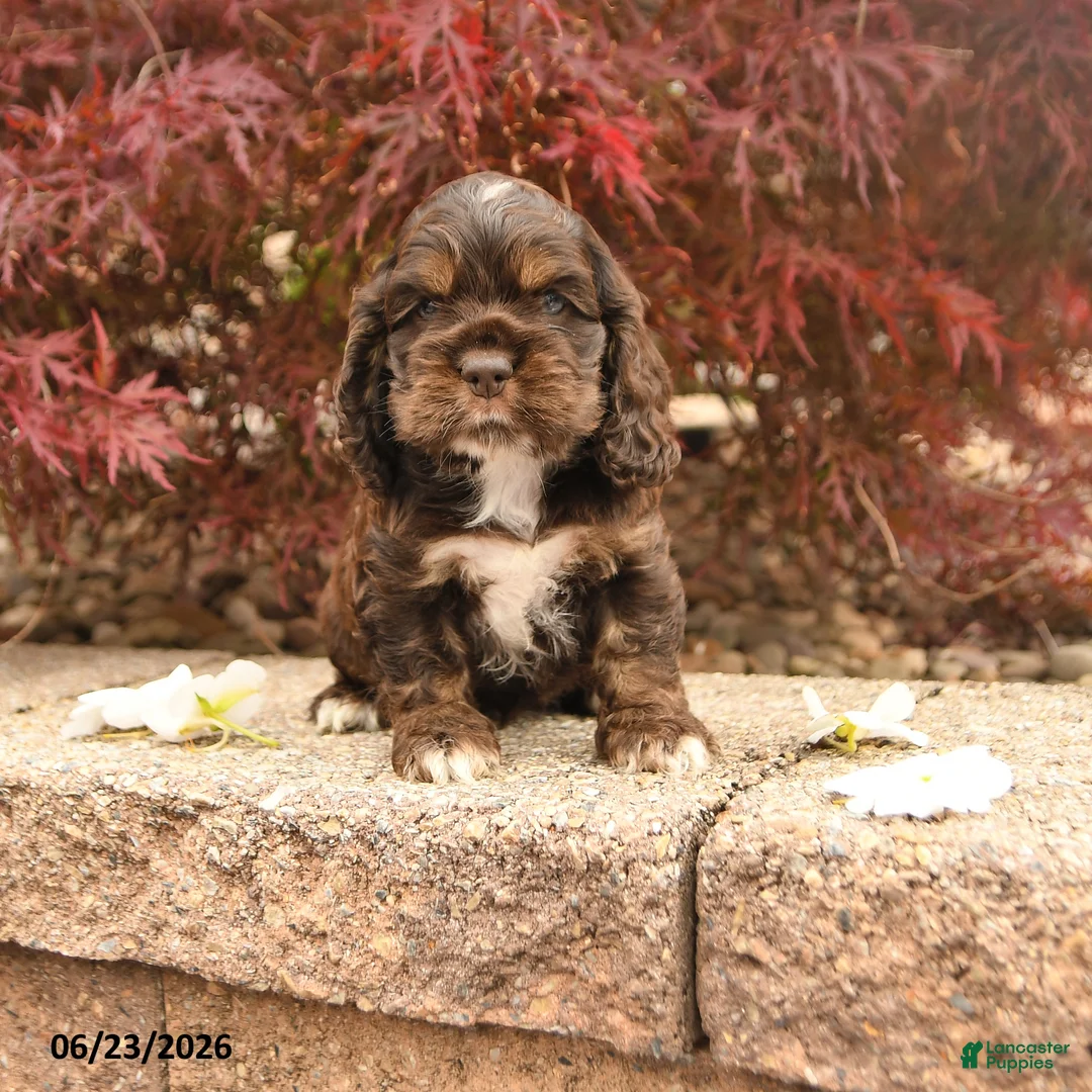 Cocker Spaniel dogs for sale: Lacy - Ad 1