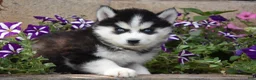 Siberian Husky dogs for sale: Ember - Ad 2