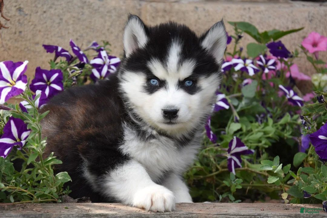 Siberian Husky dogs for sale: Ember - Ad 2