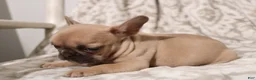 French Bulldog dogs for sale: Link - Ad 8