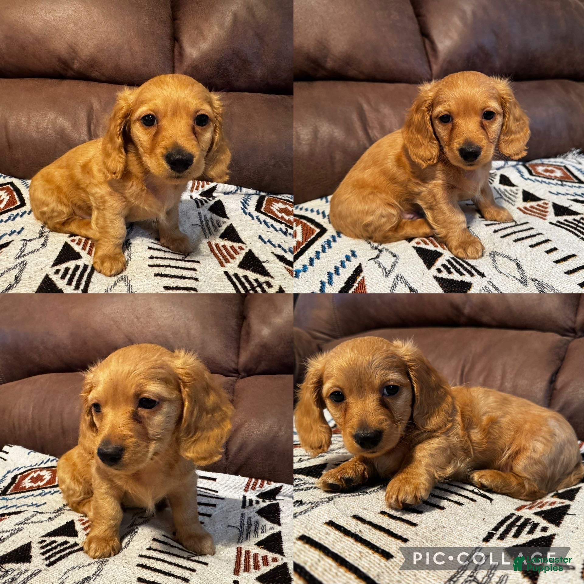 Duke (Dachshund, Male) in Anderson, IN