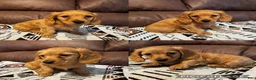Miniature Dachshund dogs for sale: Duke - Ad 1
