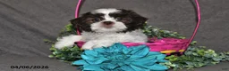 Shih Tzu dogs for sale: Josephine - Ad 4