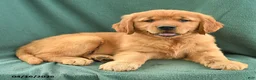 Golden Retriever dogs for sale: Raymond - Ad 2