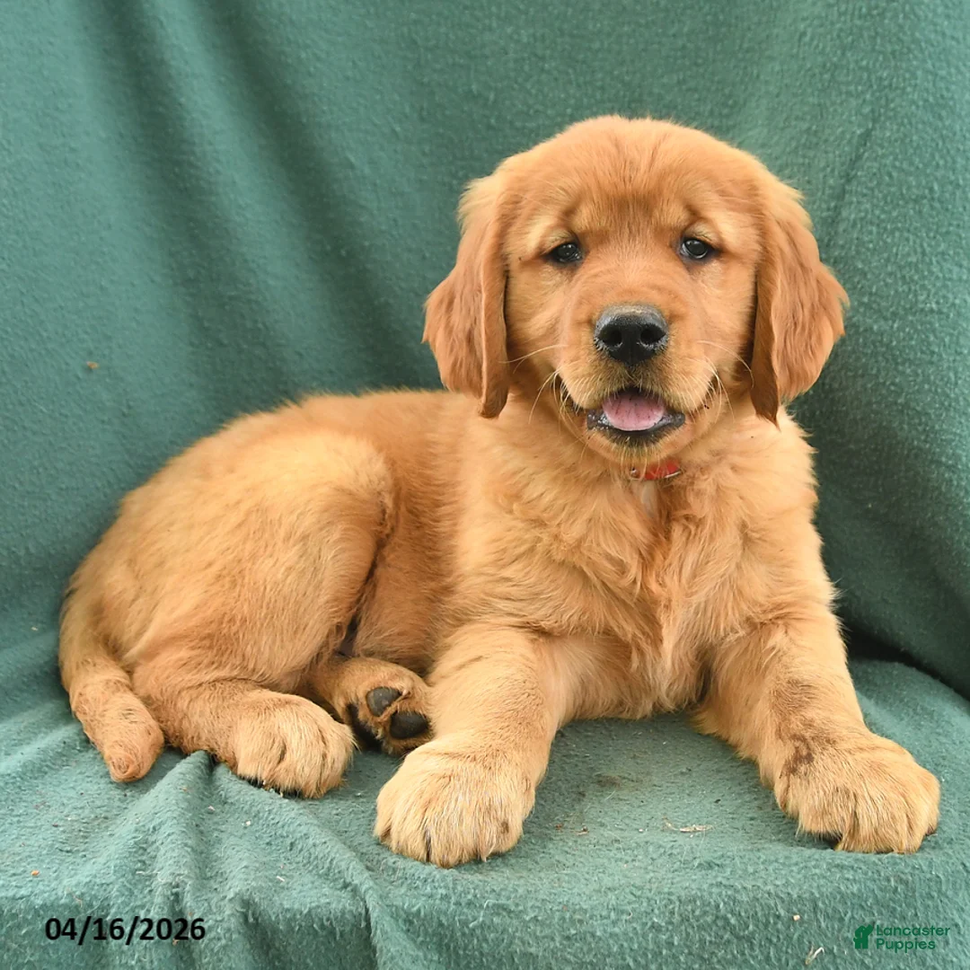 Golden Retriever dogs for sale: Raymond - Ad 2