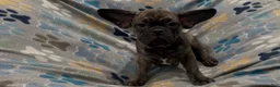 Frug dogs for sale: Tucker - Ad 6