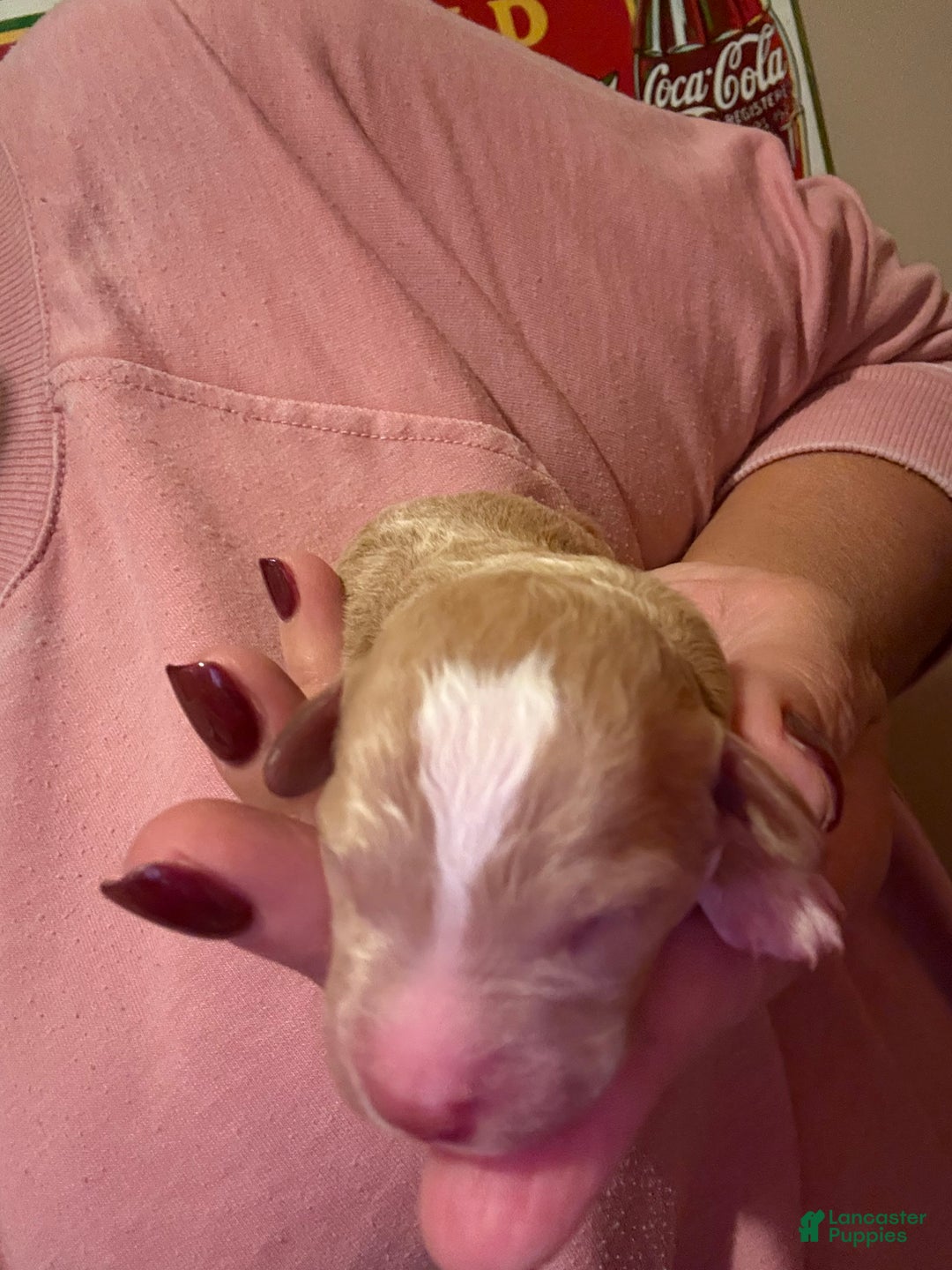 Mini Goldendoodle dogs for sale: Mini Goldendoodle Puppy 1 - Ad 5