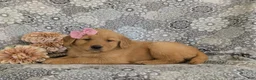 Golden Retriever dogs for sale: Makenzie - Ad 5
