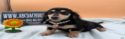 Miniature Dachshund dogs for sale: Carrie’s chocolate  will be 6 lbs- Sale - Ad 9