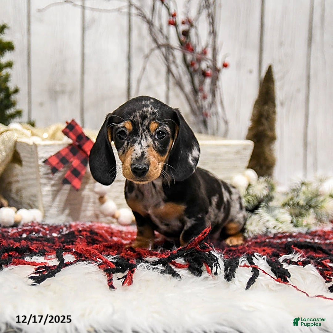 Miniature Dachshund dogs for sale: Winter - Ad 2