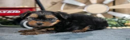 Yorkshire Terrier dogs for sale: Harley - Ad 3