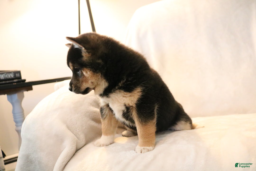 Shiba Inu dogs for sale: Shadow - Ad 6