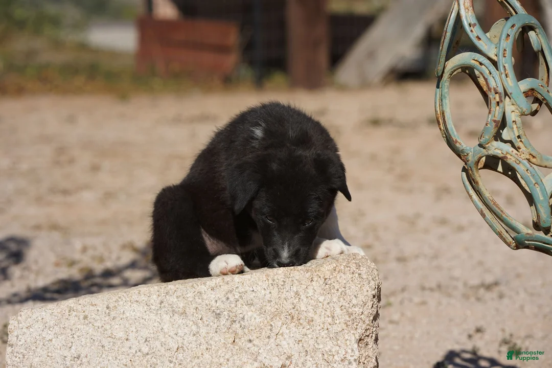 Mixed Breed dogs for sale: Toes M Sylvester - Ad 14