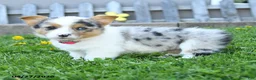 Welsh Corgi Pembroke dogs for sale: Bella    - Ad 7