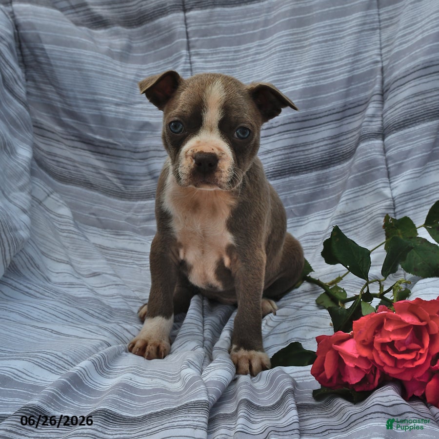 Boston Terrier dogs Lavender Silver and White - Ad 2
