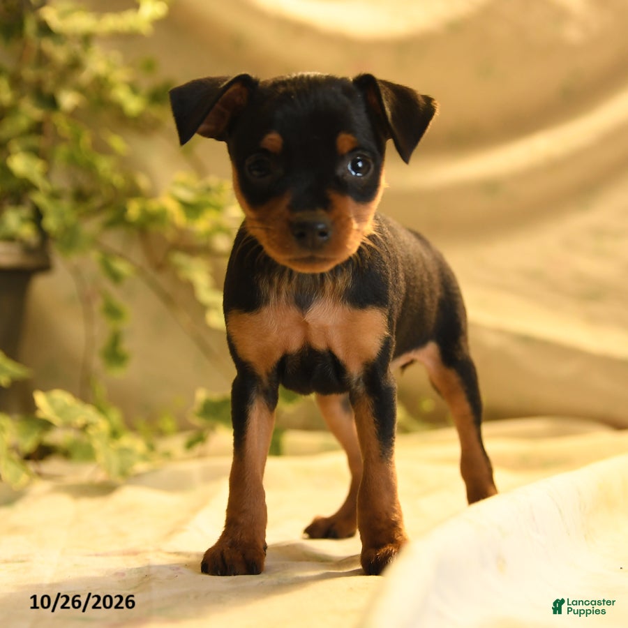 Miniature Pinscher dogs for sale: Phoenix - Ad 2