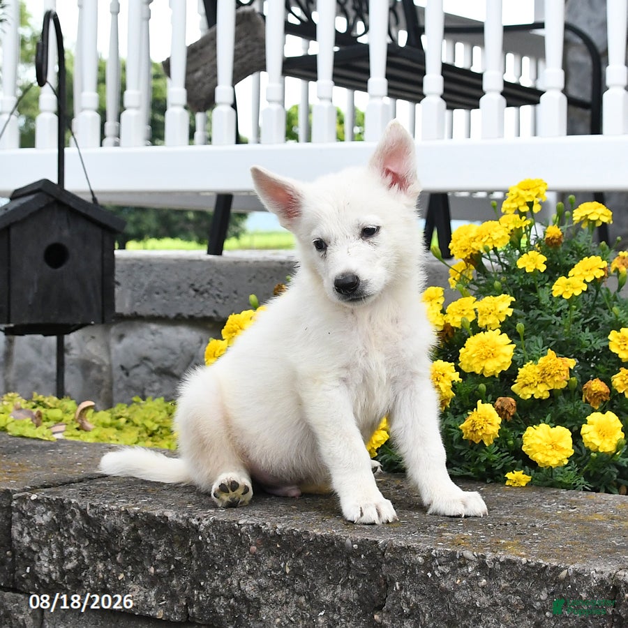 German Shepherd dogs Milo - Ad 2
