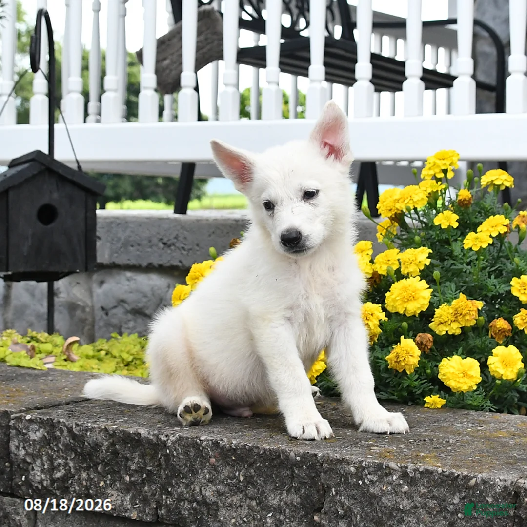 German Shepherd dogs for sale: Milo - Ad 2