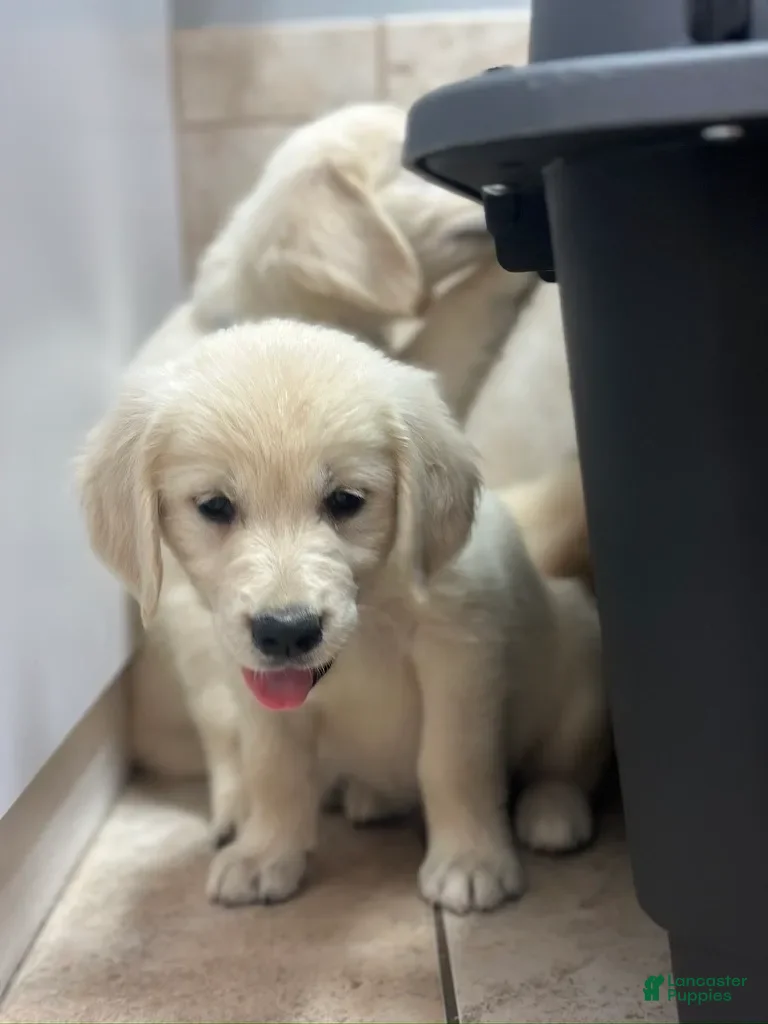 Golden Retriever dogs Bingo - Ad 1
