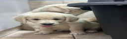 Golden Retriever dogs for sale: Bingo - Ad 1