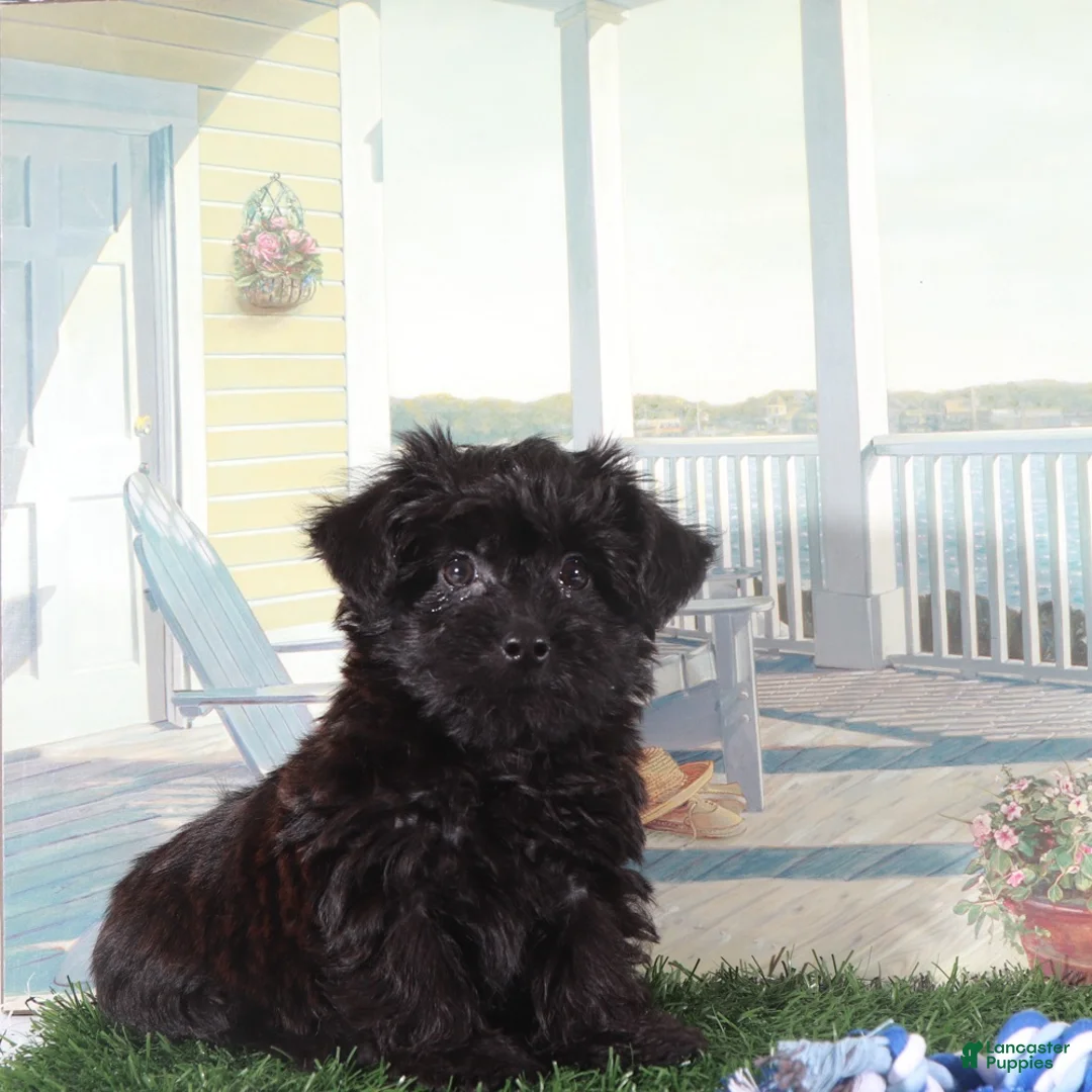 Yorkiepoo dogs for sale: Earl-Handsome Little Yorkie-poo Puppy  - Ad 4