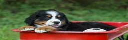 Bernese Mountain Dog dogs for sale: SCOUT - Ad 11