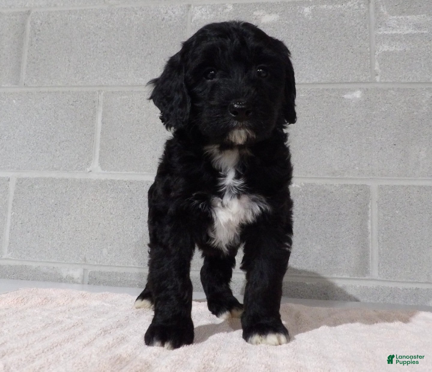 Bernedoodle dogs Kelly - Ad 2