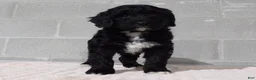 Bernedoodle dogs for sale: Kelly - Ad 2