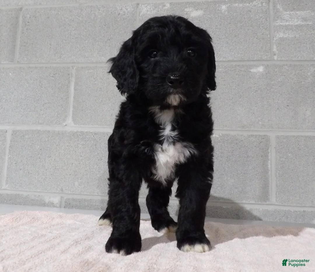 Bernedoodle dogs for sale: Kelly - Ad 2