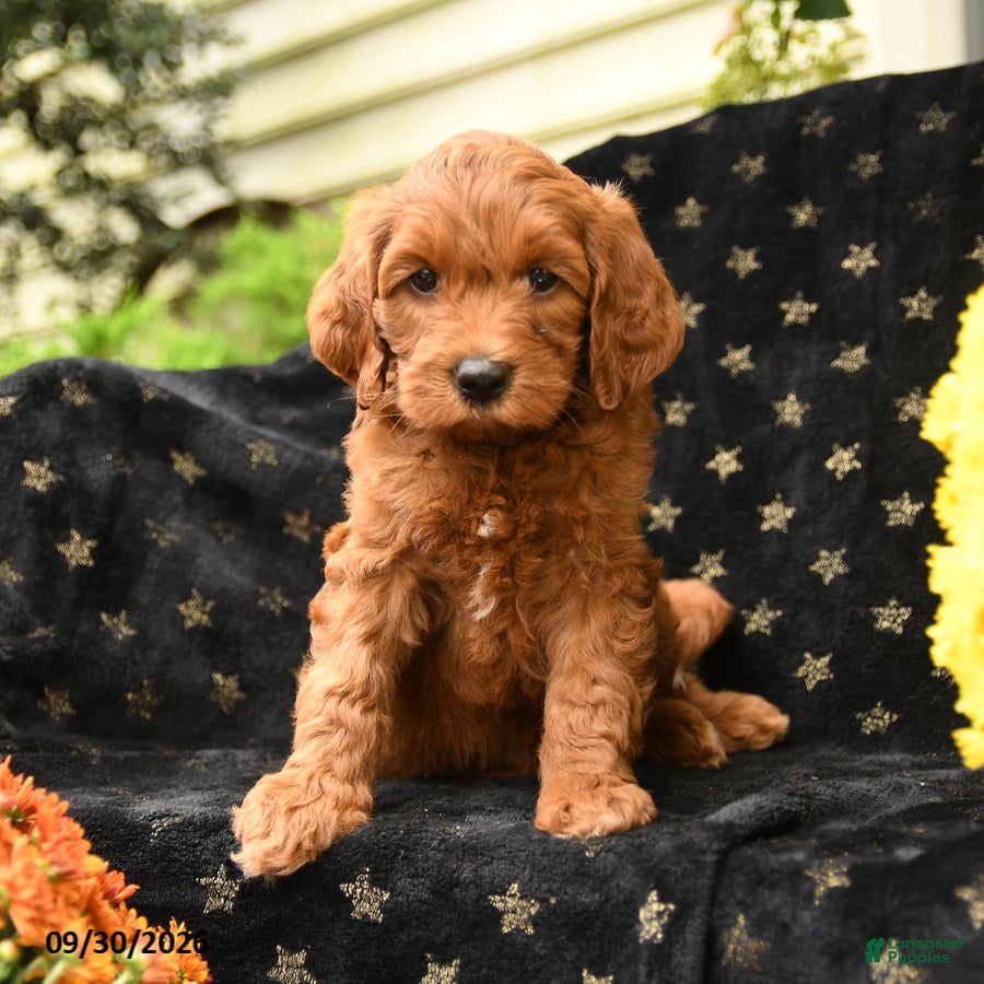 Mini Goldendoodle dogs for sale: Doc - Ad 3