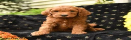Mini Goldendoodle dogs for sale: Doc - Ad 1