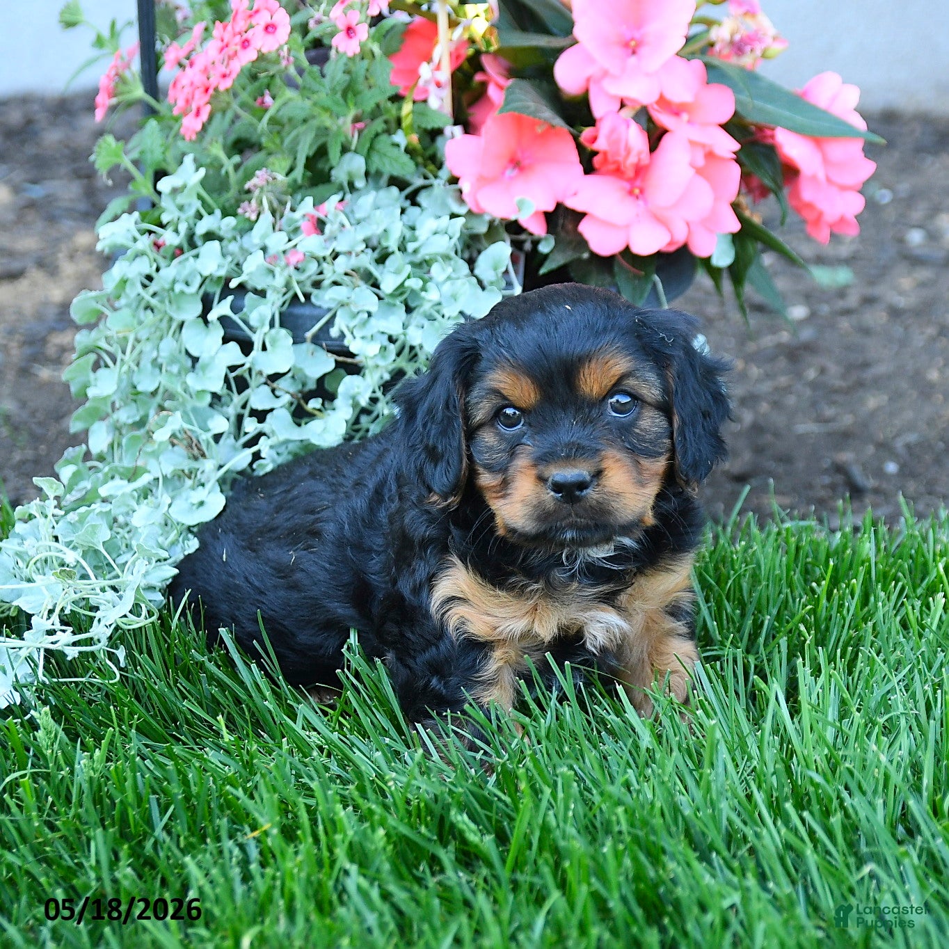 Mixed Breed dogs Tyler - Ad 1