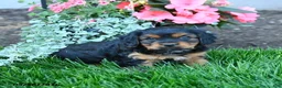 Mixed Breed dogs for sale: Tyler - Ad 1