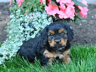 Mixed Breed dogs for sale: Tyler - Ad 1