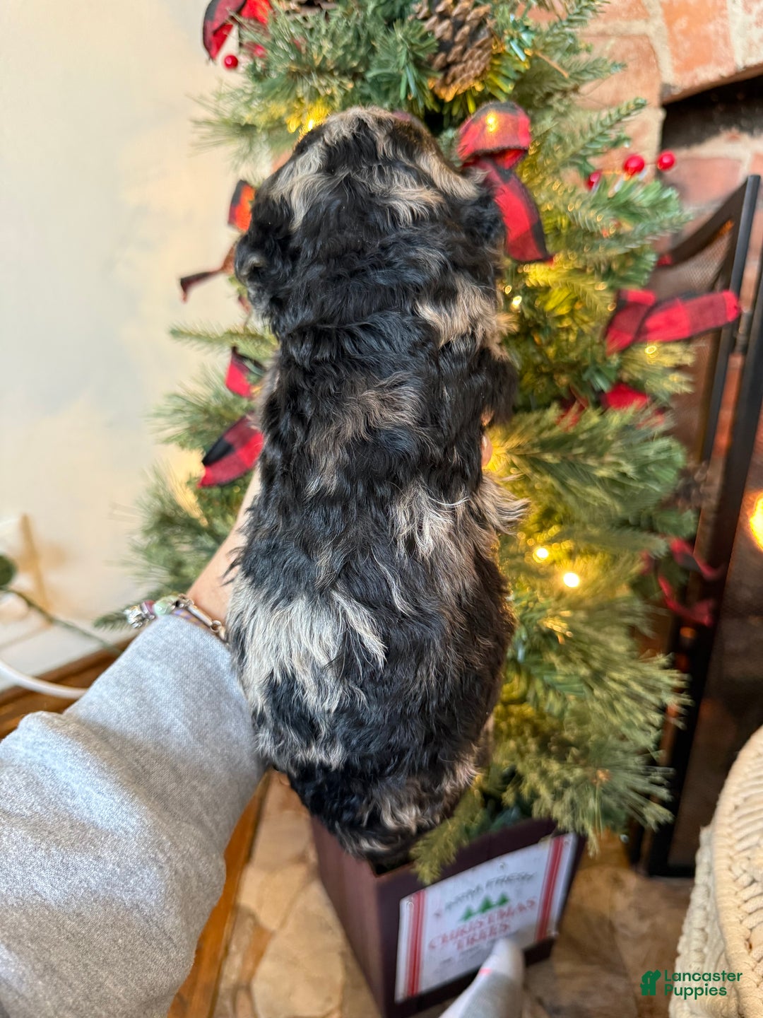 Mixed Breed dogs for sale: Patrick - Ad 8