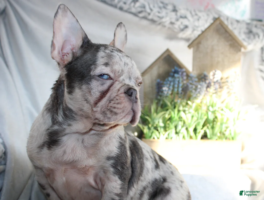 French Bulldog dogs for sale: French Bulldog Puppy 1 - Ad 4