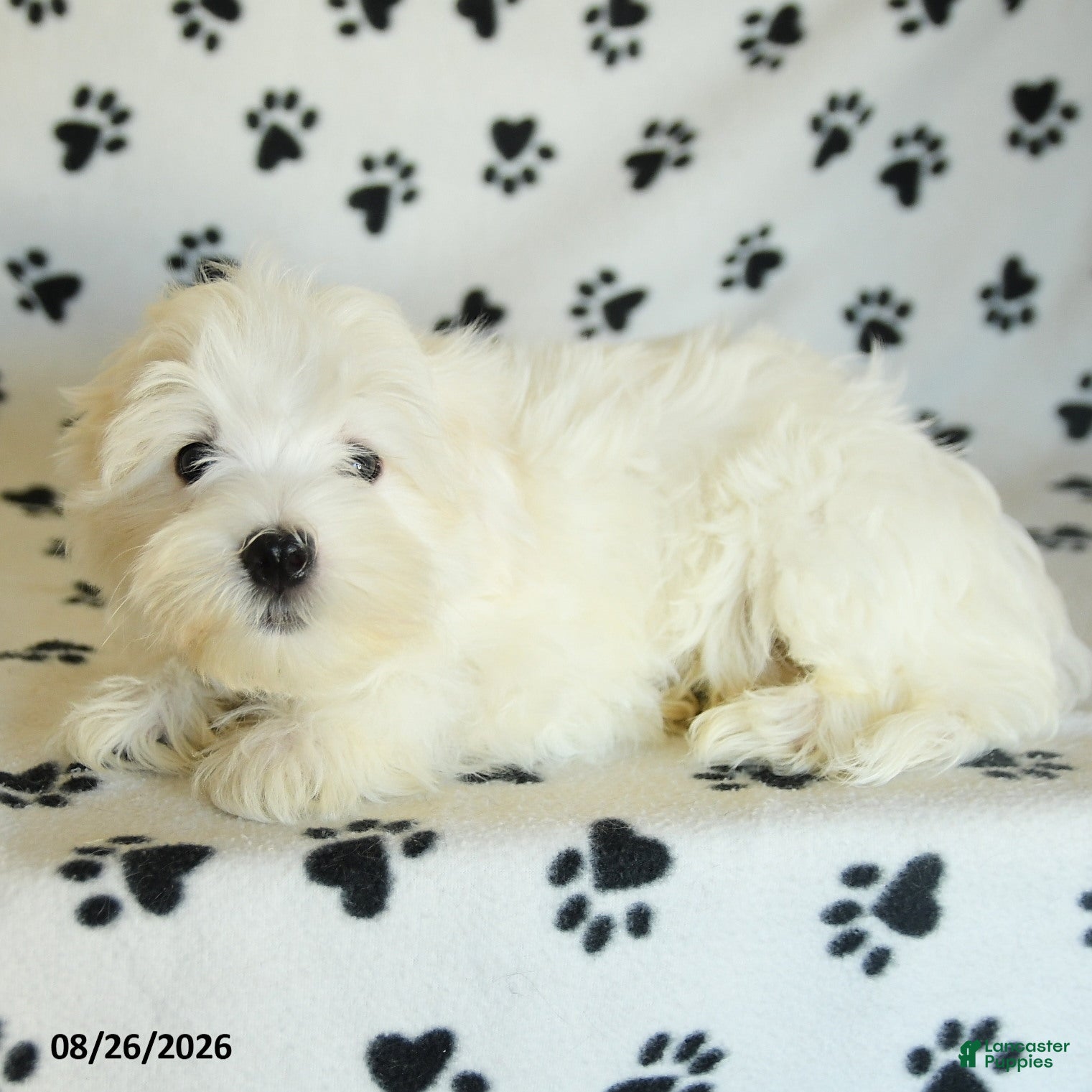 Maltese dogs Frost  - Ad 2