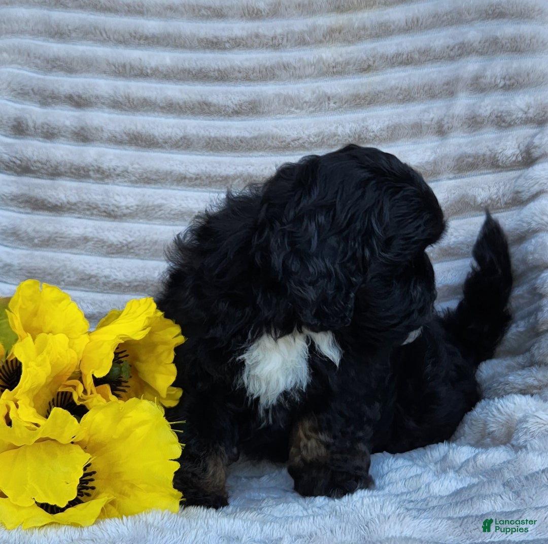 Shihpoo dogs for sale: Dallas - Ad 8