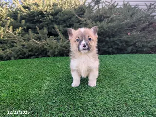 Welsh Corgi Pembroke dogs Kayla - Ad 26